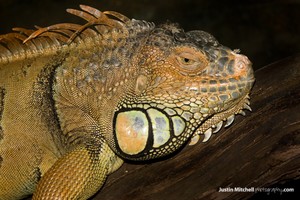 Some Pics i took www.justinmitchellphotography.com